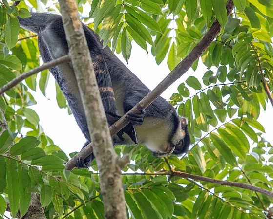 Red-tailed monkey (Cercopithecus ascanius)