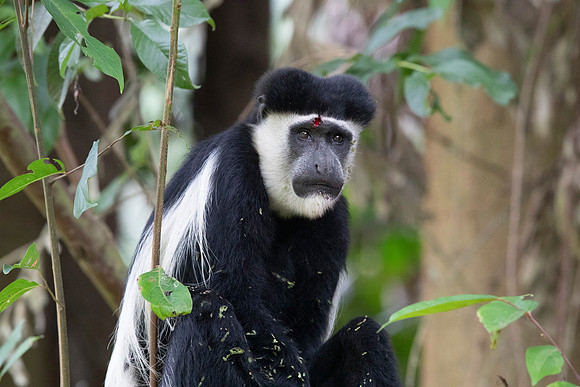 Mantled guereza (Colobus guereza)
