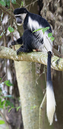 Mantled guereza (Colobus guereza)