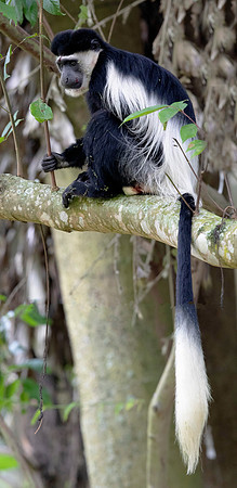 Mantled guereza (Colobus guereza)