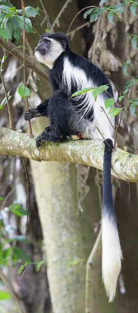 Mantled guereza (Colobus guereza)