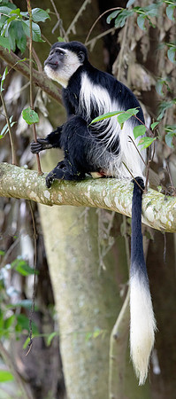 Mantled guereza (Colobus guereza)