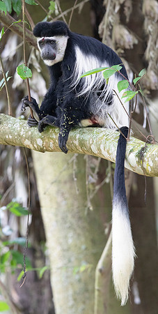 Mantled guereza (Colobus guereza)