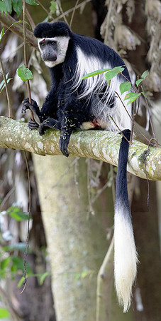 Mantled guereza (Colobus guereza)
