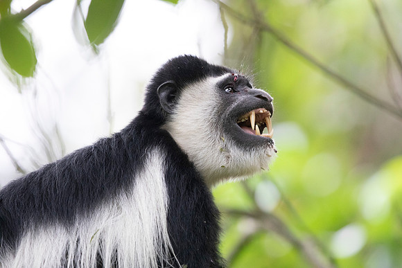 Mantled guereza (Colobus guereza)