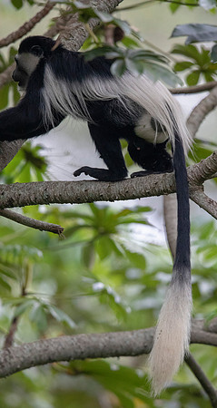 Mantled guereza (Colobus guereza)