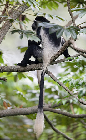 Mantled guereza (Colobus guereza)