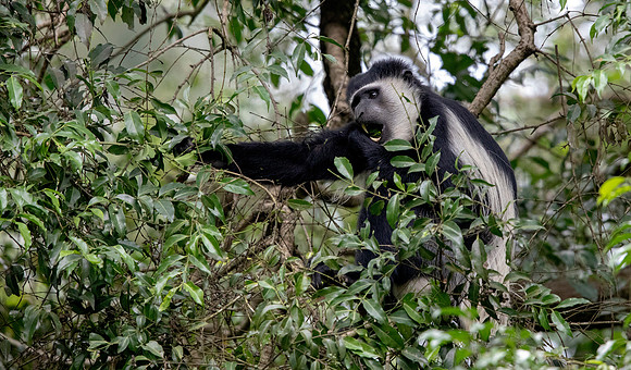 Mantled guereza (Colobus guereza)