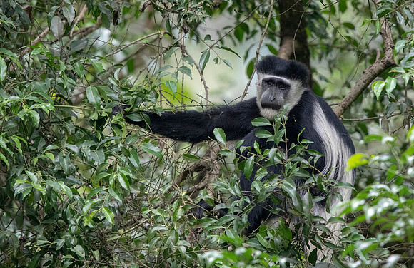 Mantled guereza (Colobus guereza)