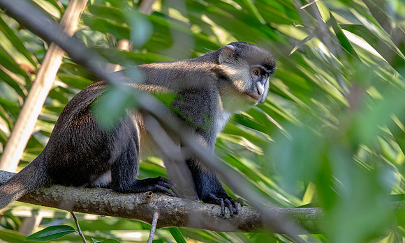 Red-tailed monkey (Cercopithecus ascanius)