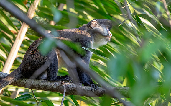 Red-tailed monkey (Cercopithecus ascanius)