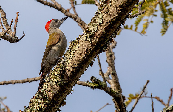 African grey woodpecker (Dendropicos goertae)