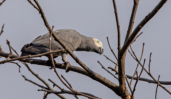 Grey parrot (Psittacus erithacus)