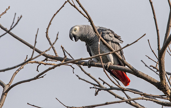 Grey parrot (Psittacus erithacus)