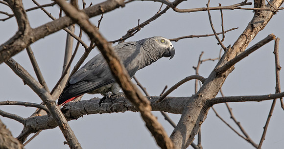 Grey parrot (Psittacus erithacus)