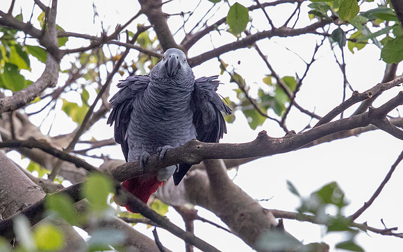Grey parrot (Psittacus erithacus)