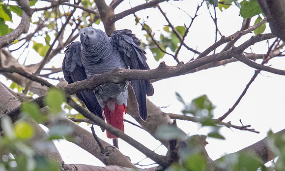 Grey parrot (Psittacus erithacus)