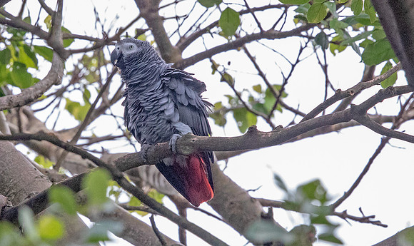 Grey parrot (Psittacus erithacus)