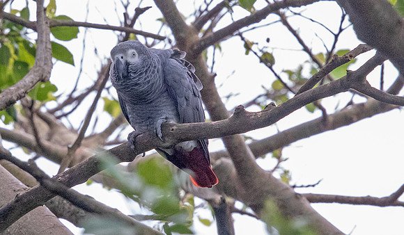 Grey parrot (Psittacus erithacus)