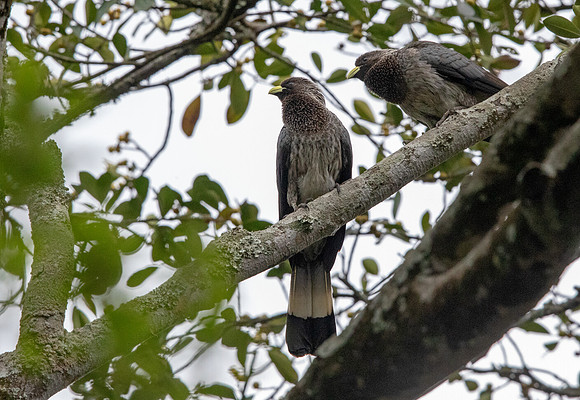 Eastern plantain-eater ( Crinifer zonurus)