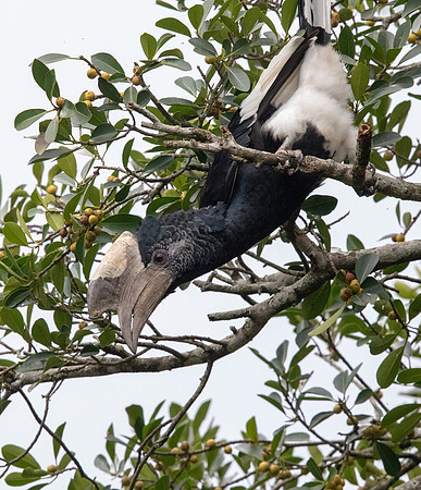 Black-and-white-casqued hornbill (Bycanistes subcylindricus) Male