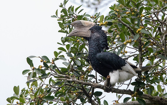 Black-and-white-casqued hornbill (Bycanistes subcylindricus) Male