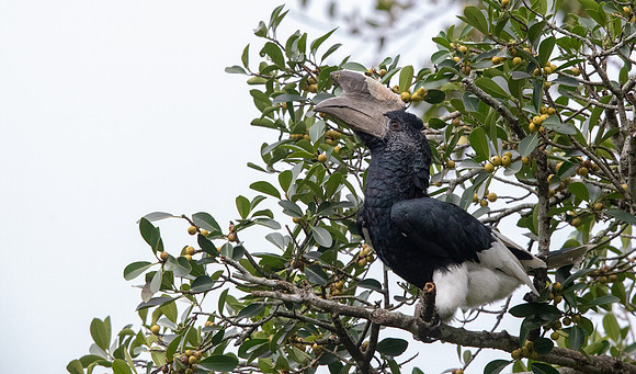 Black-and-white-casqued hornbill (Bycanistes subcylindricus) Male