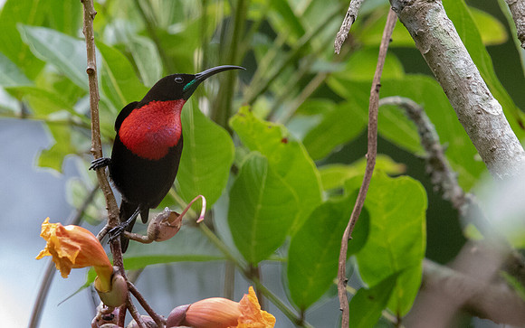 Scarlet-chested sunbird (Chalcomitra senegalensis) Male