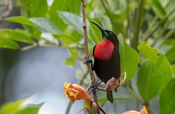 Scarlet-chested sunbird (Chalcomitra senegalensis) Male