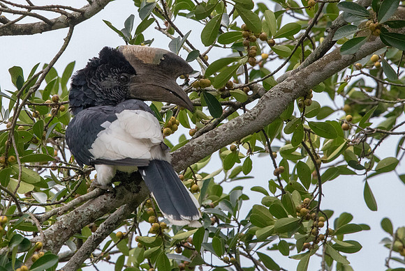 Black-and-white-casqued hornbill (Bycanistes subcylindricus) Male