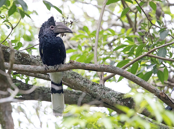 Black-and-white-casqued hornbill (Bycanistes subcylindricus) Female
