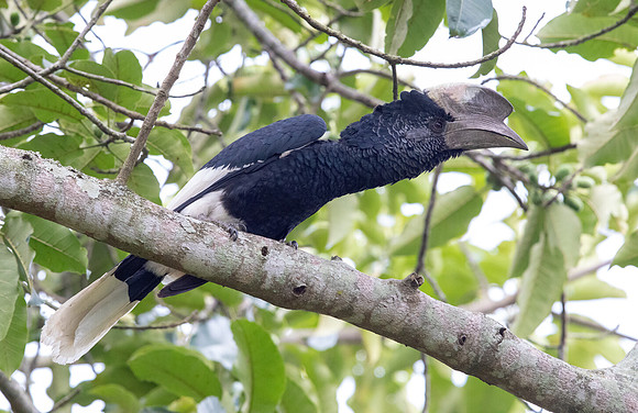 Black-and-white-casqued hornbill (Bycanistes subcylindricus) Male