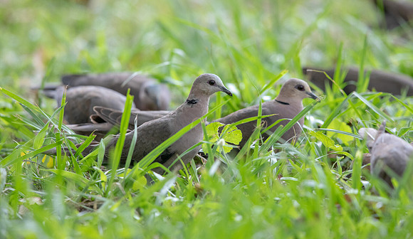 Red-eyed dove (Streptopelia semitorquata)