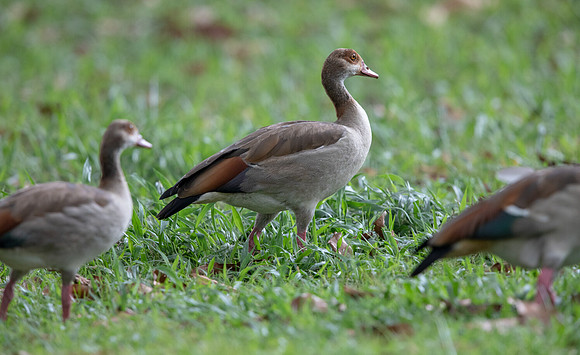 Egyptian goose (Alopochen aegyptiaca)
