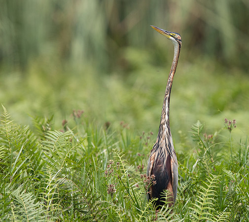 Purple heron (Ardea purpurea)