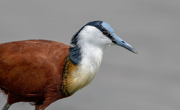 African jacana (Actophilornis africanus)