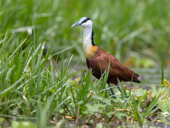 African jacana (Actophilornis africanus)