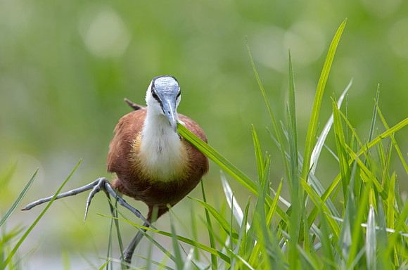 African jacana (Actophilornis africanus)