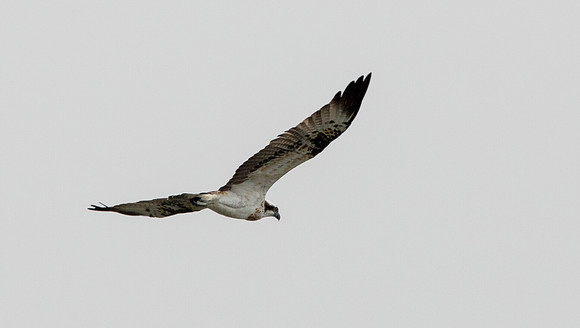 Western osprey (Pandion haliaetus)