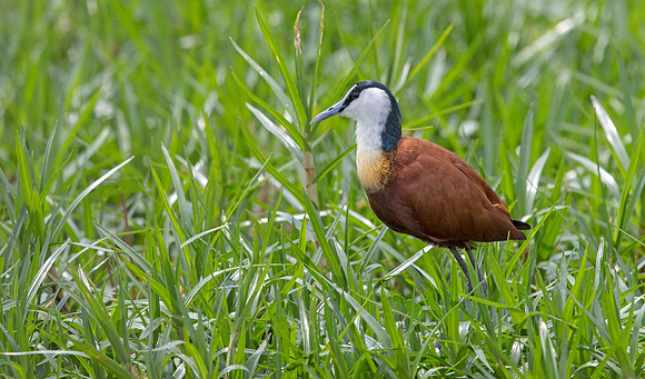 African jacana (Actophilornis africanus)