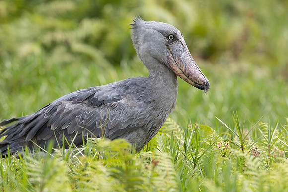 Shoebill (Balaeniceps rex)