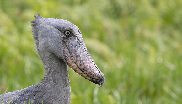 Shoebill (Balaeniceps rex)