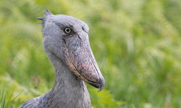 Shoebill (Balaeniceps rex)