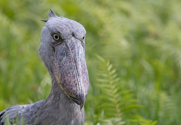 Shoebill (Balaeniceps rex)
