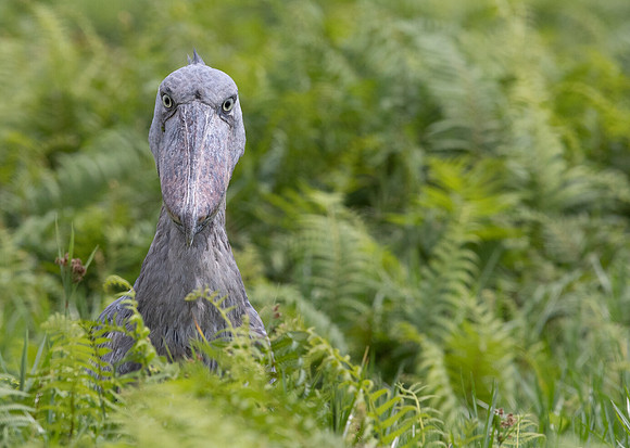 Shoebill (Balaeniceps rex)