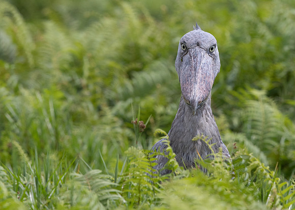 Shoebill (Balaeniceps rex)