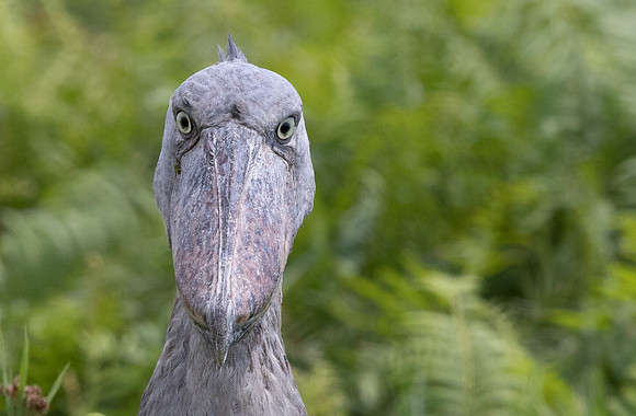 Shoebill (Balaeniceps rex)