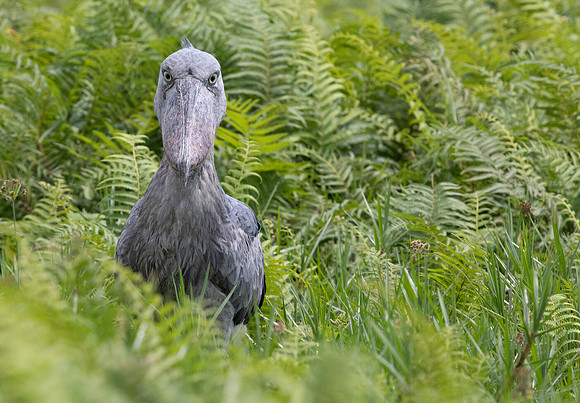 Shoebill (Balaeniceps rex)