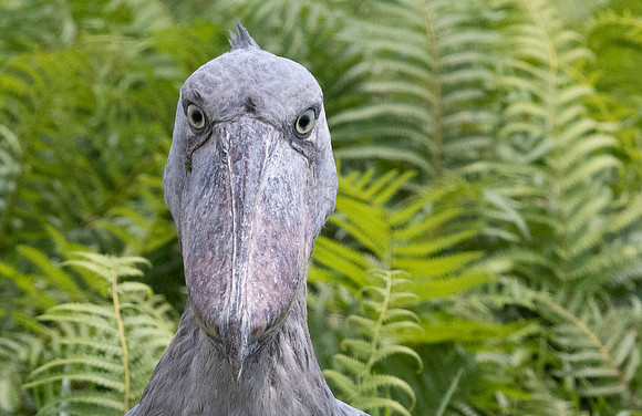 Shoebill (Balaeniceps rex)