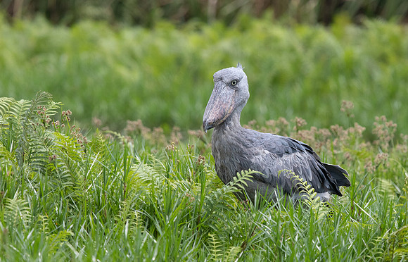 Shoebill (Balaeniceps rex)